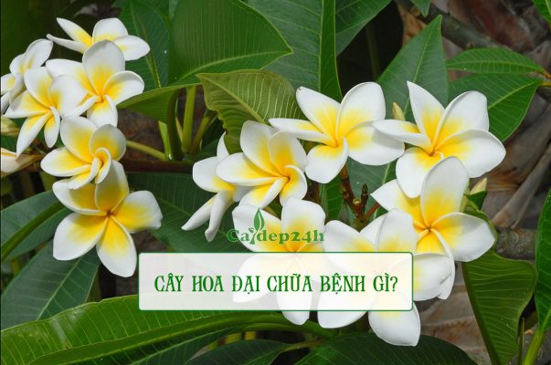Cây hoa đại chữa bệnh gì, loại hoa vàng trắng phổ biến