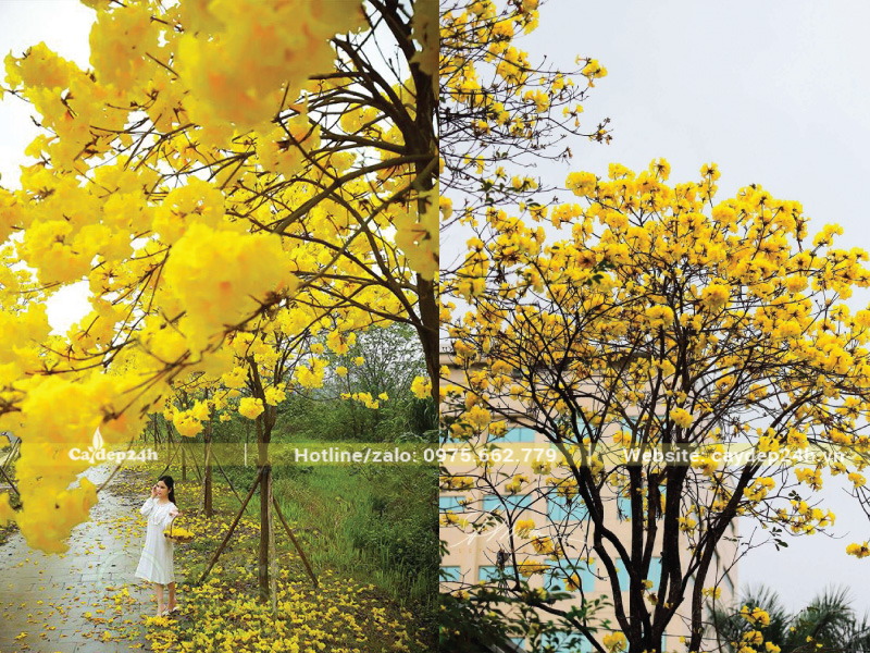 Phong linh hoa vàng rất hợp với gia chủ mệnh Kim