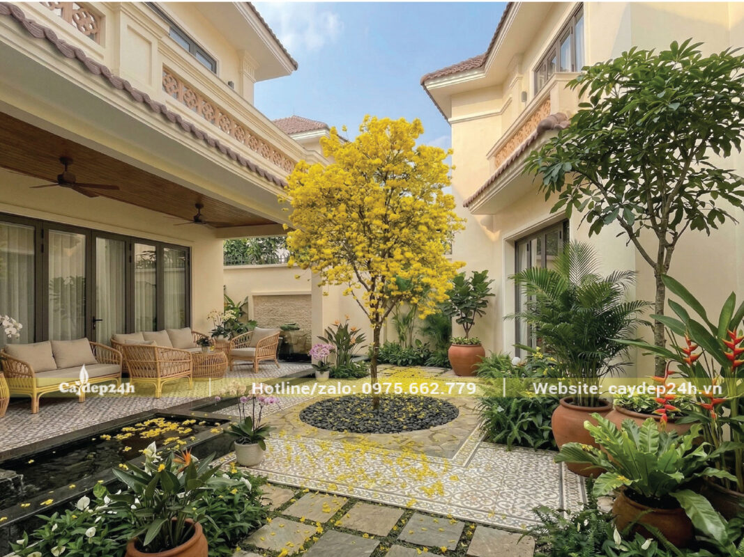 Ảnh minh học kết hợp sỏi đen dưới gốc cây phong linh