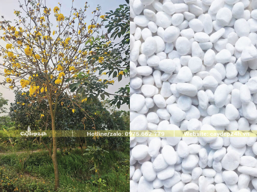 Sử dụng sỏi trắng để hóa giải sự xung khắc