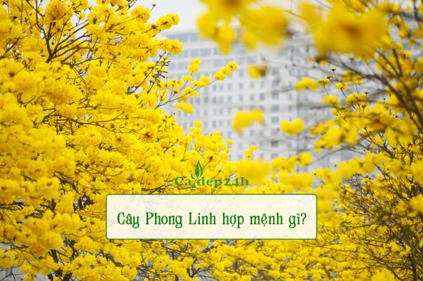 Cây Phong Linh hợp với mệnh gì, loại có màu hoa vàng rực