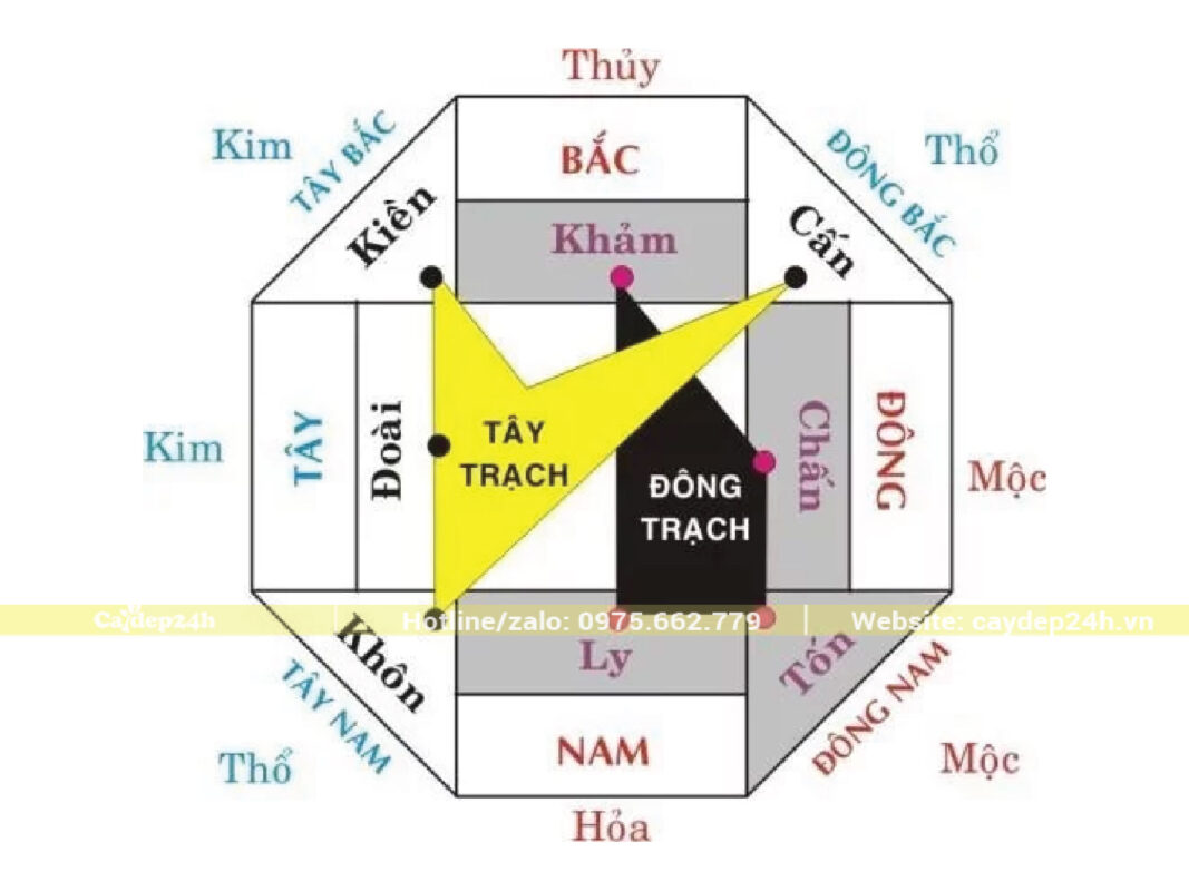 Hướng trồng cây phong linh vàng hài hòa