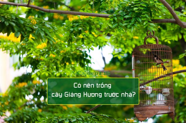 Có nên trồng cây Giáng Hương trước nhà để tạo cảnh quan xanh mát