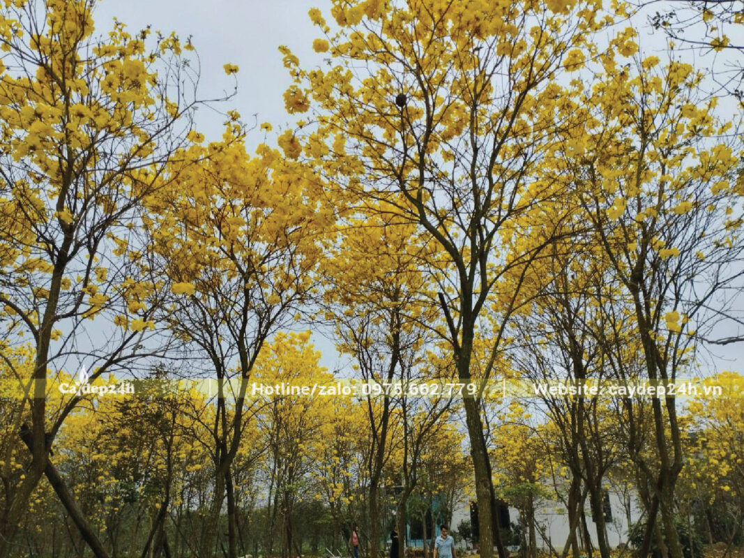 Hoa phong linh vàng nở đúng mùa rực rỡ