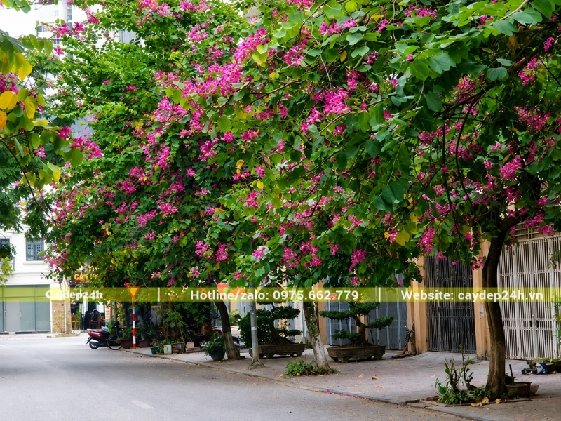 Cây hoa ban tím được trồng thành hàng trước nhà