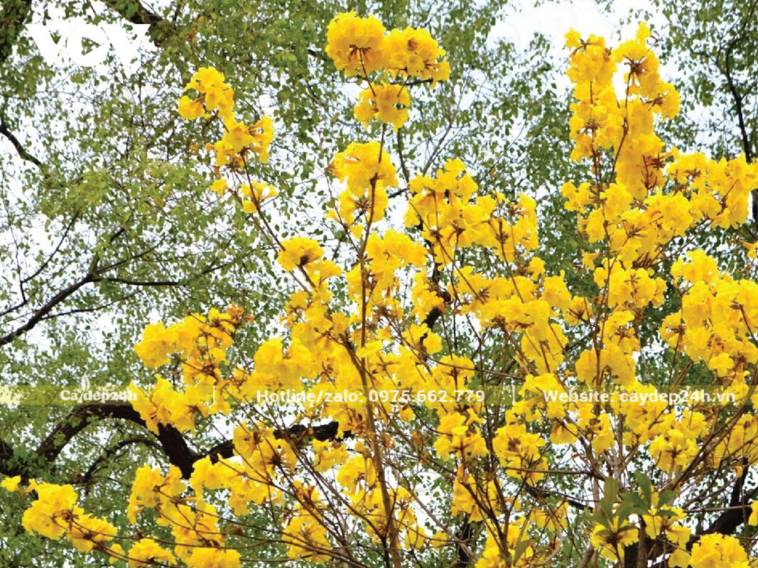 Màu vàng của hoa phong linh giúp công việc thuận lợi hơn cho gia chủ mệnh Thổ