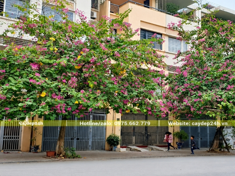 Trồng cây hoa ban tím cạnh tường nhà