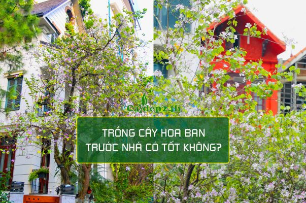 Trồng cây hoa ban trước nhà biệt thự
