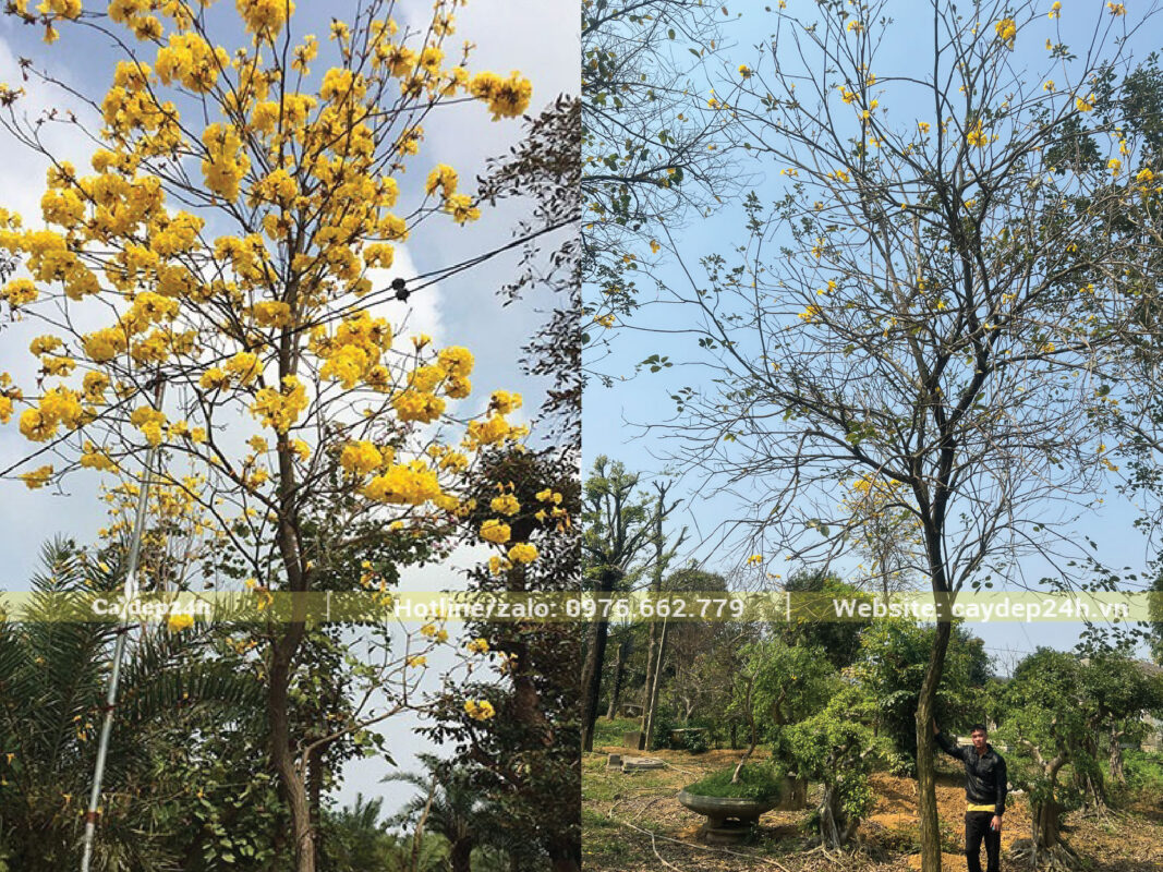 Có thể trồng phong linh trong sân vườn nếu diện tích đủ rộng