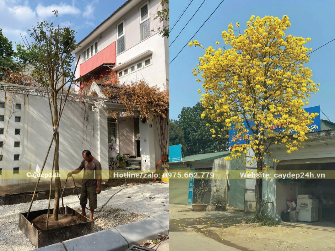 Phong linh trồng trước nhà nở hoa đẹp