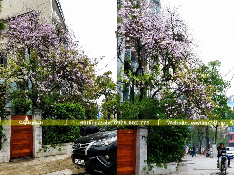 Cây ban Tây Bắc trồng cạnh cổng nhà biệt thự