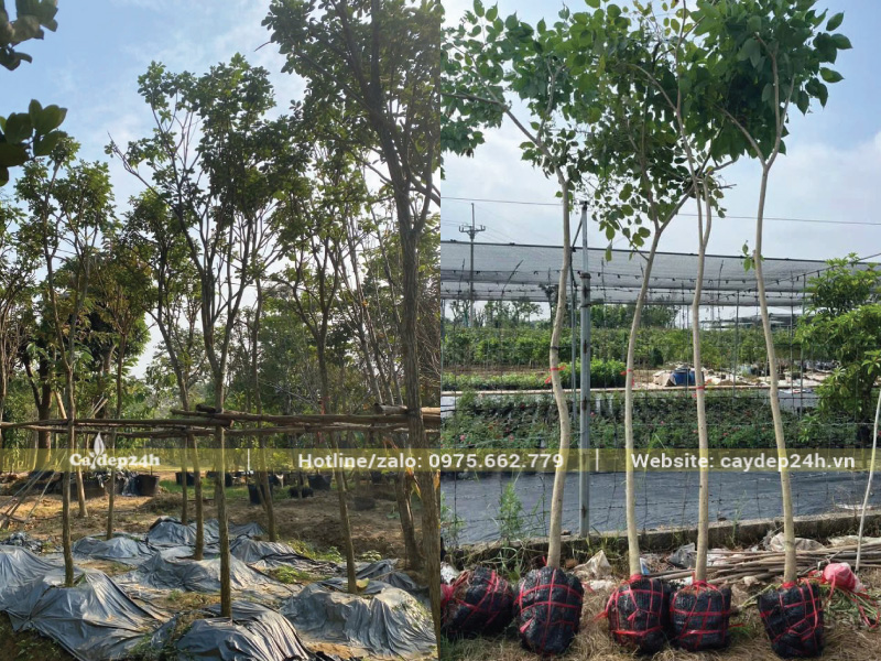 Có sẵn cây phong linh dâm ủ và đánh thẳng tại vườn