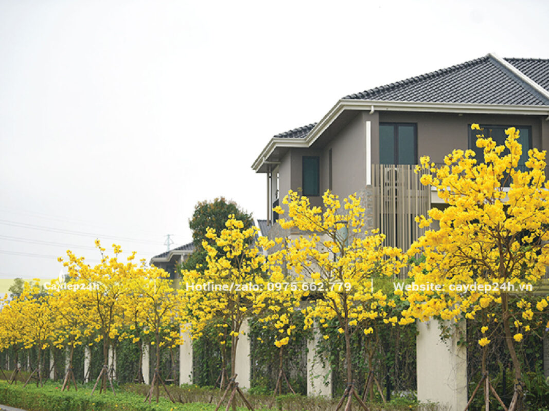 Sắc vàng của phong linh biểu tượng cho sự giàu có