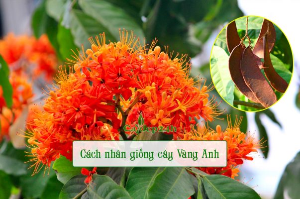 Cách nhân giống cây vàng anh công trình đơn giản