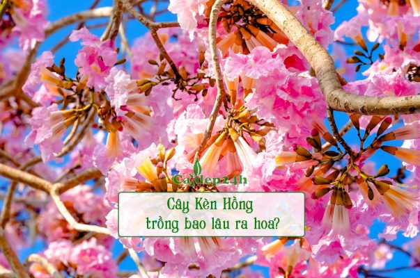 Cây Kèn Hồng trồng bao lâu ra hoa nhiều và rực rỡ