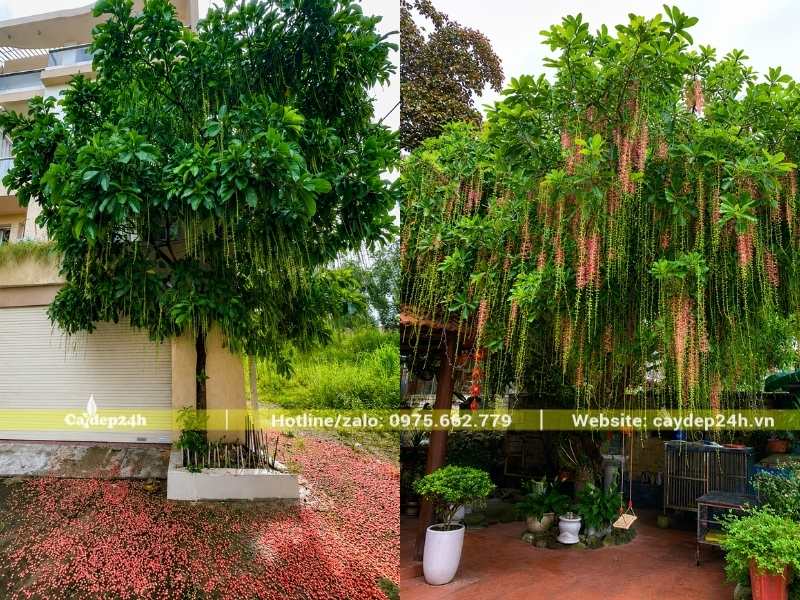 Trồng cây lộc vừng hoa đỏ trước nhà