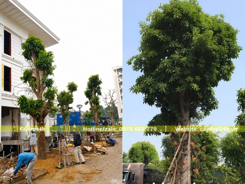 Trồng cây sala trưởng thành cho nhà biệt thự