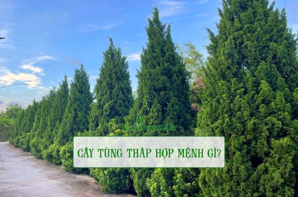 Cây tùng tháp hợp mệnh gì và tuổi gì?