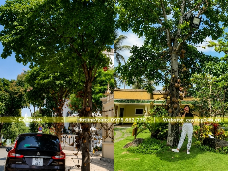 Vị trí an toàn khi trồng cây sala