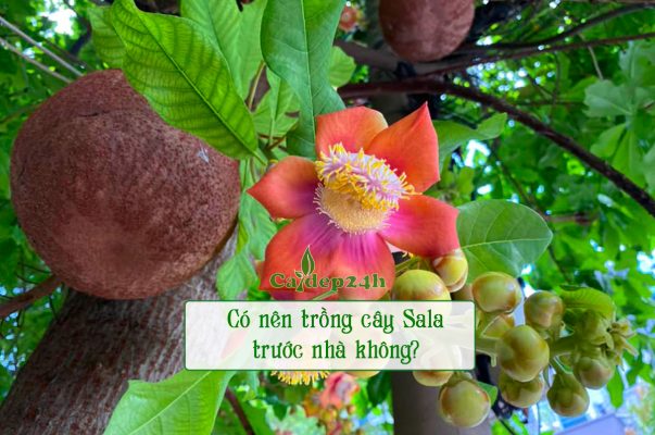 Có nên trồng cây Sala trước nhà không?