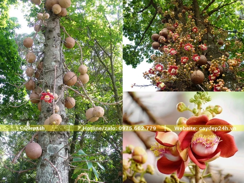 Hoa sala có màu đỏ hồng đặc trưng