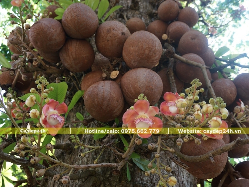 Hoa và quả sala đan xen nhau