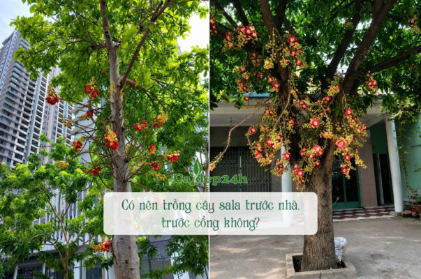 Trồng cây sala trước nhà là phương án thích hợp