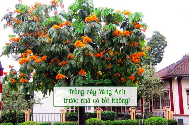 Trồng cây vàng anh trước nhà ra hoa đẹp, đường kính tán 3 - 4m