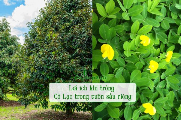 Những lợi ích tuyệt vời khi trồng cỏ lạc trong vườn sầu riêng