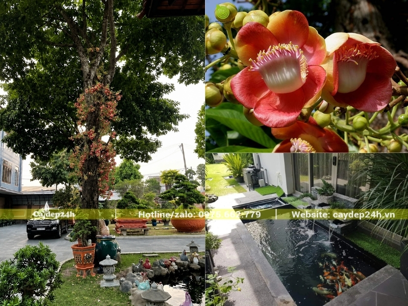 Cây sala trồng cạnh tiểu cảnh nước trong sân