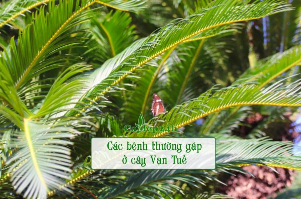 Thông tin về các bệnh thường gặp ở cây Vạn Tuế và cách phòng trị hiệu quả