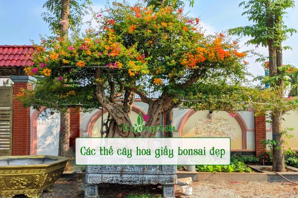 Các thế cây hoa giấy đẹp trồng trong chậu trang trí biệt thự