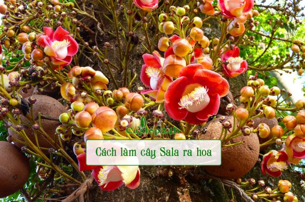 Hướng dẫn cách cho cây Sala ra hoa đẹp, hoa nở nhiều