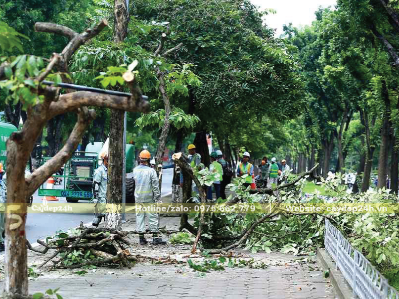 Cắt tỉa cây khi đã qua mùa hoa