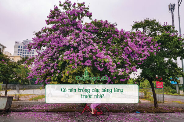 Nhiều gia đình chọn bằng lăng để trồng trước nhà