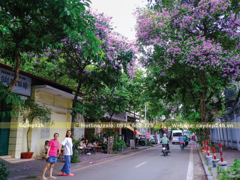 Hoa bằng lăng nở rộ khi vào mùa