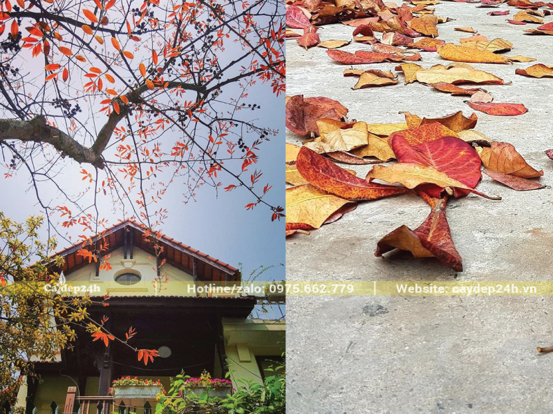 Lá cây bằng lăng rụng nhiều khi đến mùa đông lạnh