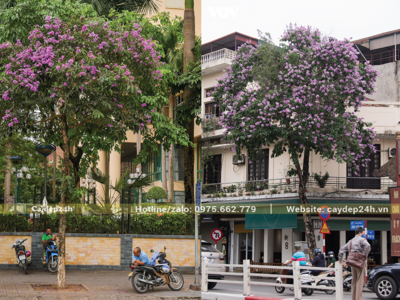 Hoa tím bằng lăng mang ý nghĩa của sự thủy chung
