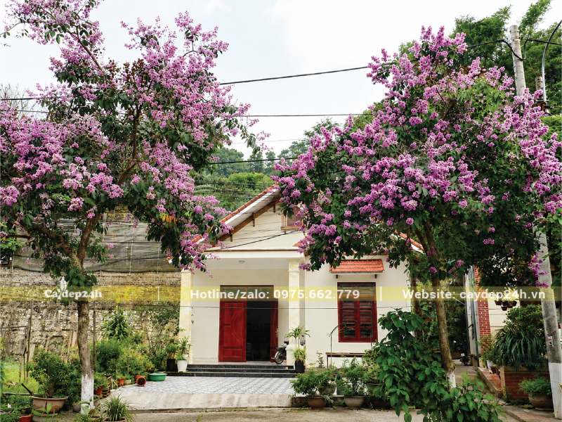 Bằng lăng được trồng ở hai bên nhà