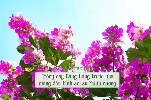 Trồng cây Bằng Lăng trước nhà tạo bóng mát và ngắm hoa đẹp