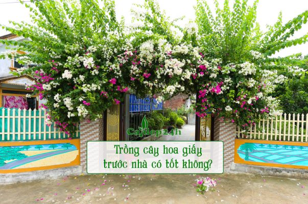 Trồng cây hoa giấy trước nhà có tốt không, trồng leo cổng và tường rào