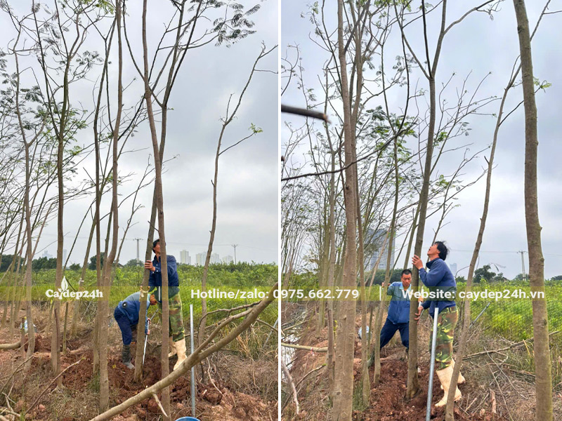 Bứng cây phượng vĩ dâm ủ cao 6 - 7m tại nhà vườn