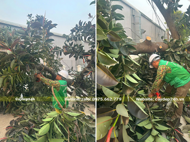 Công nhân đang dùng cưa máy để cắt nhỏ cành cây