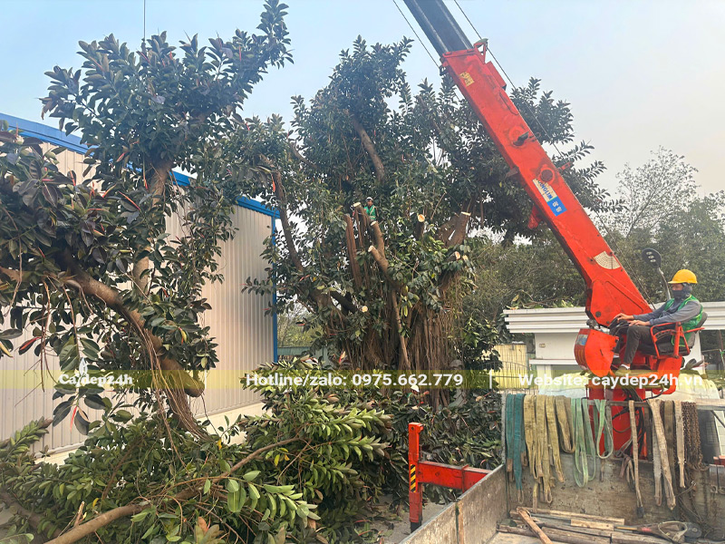 Cắt bỏ những cành trên cao của cây đa búp đỏ cổ thụ