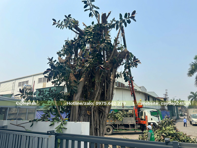 Di dời cây đa búp đỏ cổ thụ đường kính gốc 1m5