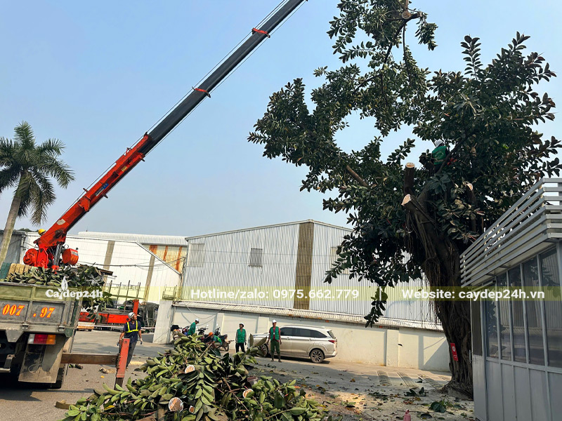 Cắt tỉa cành trên cao của cây đa búp đỏ cần di chuyển