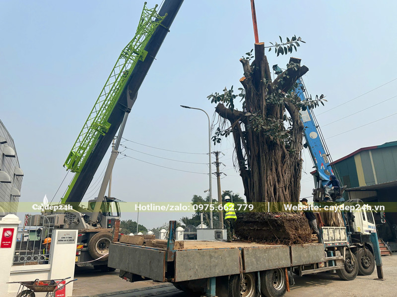 Cần cẩu đang từ từ xếp cây lên xe tải