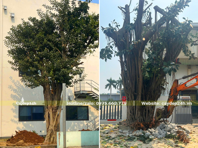 Cắt tỉa và di dời cây đa búp đỏ công trình cho nhà máy
