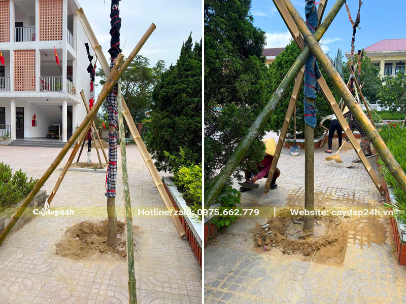 Trồng cây cho trường tiểu học thạch hạ, chống cọc chắc chắn