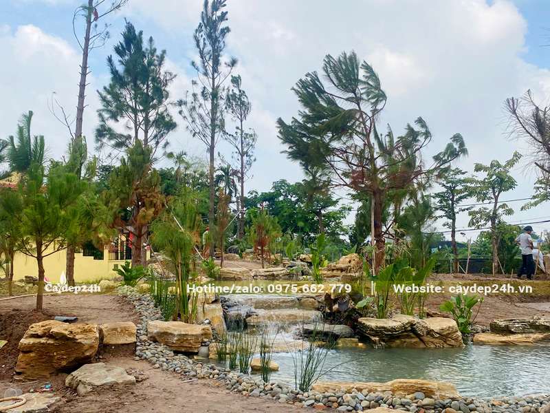 Những cây thông caribe đã được trồng vào vị trí thiết kế